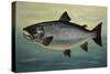 Atlantic Salmon-Porter Design-Stretched Canvas