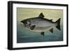 Atlantic Salmon-Porter Design-Framed Giclee Print