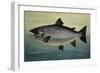 Atlantic Salmon-Porter Design-Framed Giclee Print