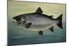 Atlantic Salmon-Porter Design-Mounted Giclee Print