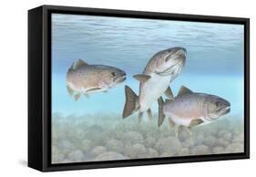 Atlantic Salmon-null-Framed Stretched Canvas