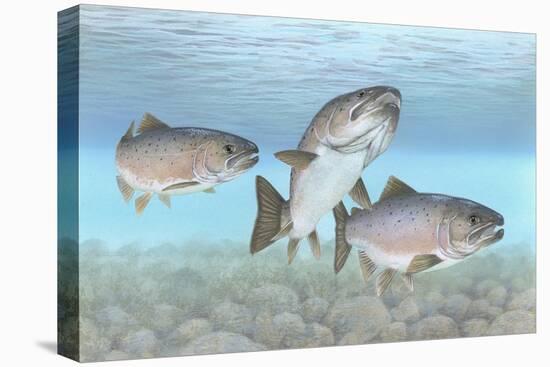 Atlantic Salmon-null-Stretched Canvas