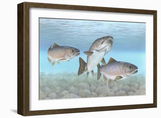 Atlantic Salmon-null-Framed Giclee Print