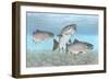 Atlantic Salmon-null-Framed Giclee Print