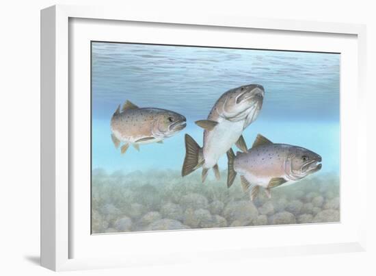 Atlantic Salmon-null-Framed Giclee Print