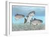 Atlantic Salmon-null-Framed Giclee Print