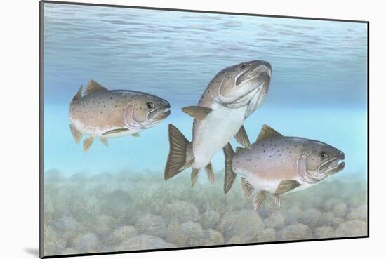 Atlantic Salmon-null-Mounted Giclee Print