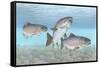 Atlantic Salmon-null-Framed Stretched Canvas