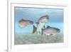 Atlantic Salmon-null-Framed Giclee Print