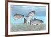 Atlantic Salmon-null-Framed Giclee Print