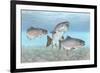 Atlantic Salmon-null-Framed Giclee Print