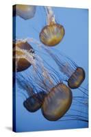 Atlantic Sea Nettle-Michele Falzone-Stretched Canvas