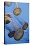 Atlantic Sea Nettle-Michele Falzone-Stretched Canvas