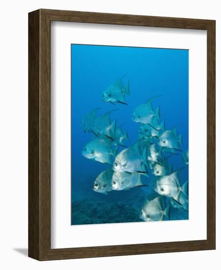 Atlantic Spadefish, Ambergris Caye, Hol Chan Marine Preserve, Belize-Stuart Westmoreland-Framed Photographic Print