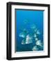 Atlantic Spadefish, Ambergris Caye, Hol Chan Marine Preserve, Belize-Stuart Westmoreland-Framed Photographic Print