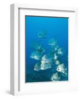 Atlantic Spadefish, Ambergris Caye, Hol Chan Marine Preserve, Belize-Stuart Westmoreland-Framed Photographic Print