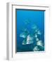 Atlantic Spadefish, Ambergris Caye, Hol Chan Marine Preserve, Belize-Stuart Westmoreland-Framed Photographic Print