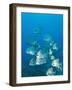 Atlantic Spadefish, Ambergris Caye, Hol Chan Marine Preserve, Belize-Stuart Westmoreland-Framed Photographic Print