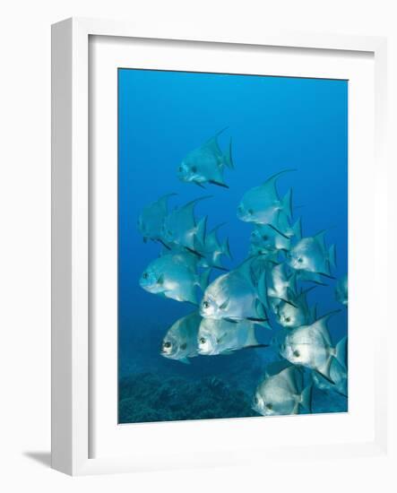 Atlantic Spadefish, Ambergris Caye, Hol Chan Marine Preserve, Belize-Stuart Westmoreland-Framed Photographic Print