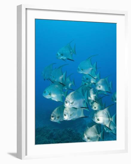 Atlantic Spadefish, Ambergris Caye, Hol Chan Marine Preserve, Belize-Stuart Westmoreland-Framed Photographic Print