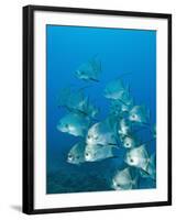 Atlantic Spadefish, Ambergris Caye, Hol Chan Marine Preserve, Belize-Stuart Westmoreland-Framed Photographic Print