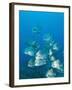 Atlantic Spadefish, Ambergris Caye, Hol Chan Marine Preserve, Belize-Stuart Westmoreland-Framed Photographic Print