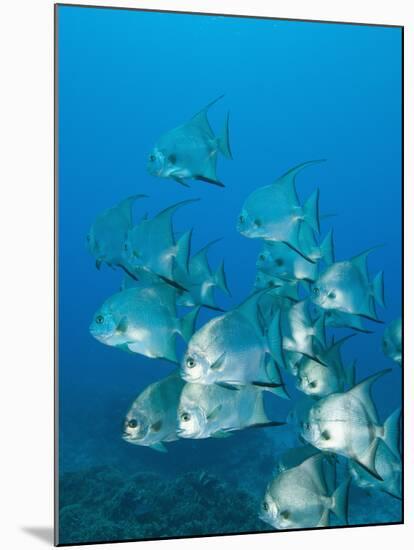 Atlantic Spadefish, Ambergris Caye, Hol Chan Marine Preserve, Belize-Stuart Westmoreland-Mounted Photographic Print