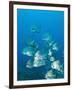 Atlantic Spadefish, Ambergris Caye, Hol Chan Marine Preserve, Belize-Stuart Westmoreland-Framed Photographic Print