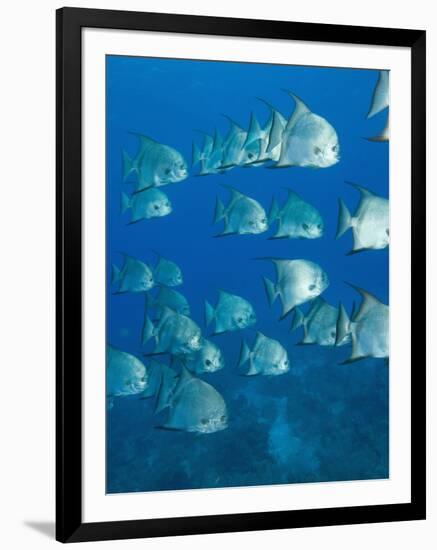 Atlantic Spadefish, Hol Chan Marine Park, Ambergris Caye, Barrier Reef, Belize-Stuart Westmoreland-Framed Photographic Print