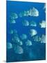 Atlantic Spadefish, Hol Chan Marine Park, Ambergris Caye, Barrier Reef, Belize-Stuart Westmoreland-Mounted Photographic Print