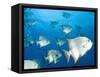 Atlantic Spadefish, Hol Chan Marine Park, Ambergris Caye, Barrier Reef, Belize-Stuart Westmoreland-Framed Stretched Canvas