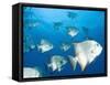 Atlantic Spadefish, Hol Chan Marine Park, Ambergris Caye, Barrier Reef, Belize-Stuart Westmoreland-Framed Stretched Canvas