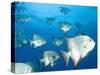 Atlantic Spadefish, Hol Chan Marine Park, Ambergris Caye, Barrier Reef, Belize-Stuart Westmoreland-Stretched Canvas