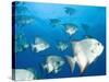 Atlantic Spadefish, Hol Chan Marine Park, Ambergris Caye, Barrier Reef, Belize-Stuart Westmoreland-Stretched Canvas