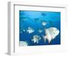 Atlantic Spadefish, Hol Chan Marine Park, Ambergris Caye, Barrier Reef, Belize-Stuart Westmoreland-Framed Photographic Print