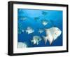 Atlantic Spadefish, Hol Chan Marine Park, Ambergris Caye, Barrier Reef, Belize-Stuart Westmoreland-Framed Photographic Print