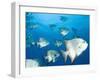 Atlantic Spadefish, Hol Chan Marine Park, Ambergris Caye, Barrier Reef, Belize-Stuart Westmoreland-Framed Photographic Print