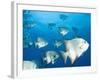 Atlantic Spadefish, Hol Chan Marine Park, Ambergris Caye, Barrier Reef, Belize-Stuart Westmoreland-Framed Photographic Print