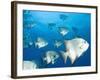 Atlantic Spadefish, Hol Chan Marine Park, Ambergris Caye, Barrier Reef, Belize-Stuart Westmoreland-Framed Photographic Print