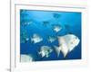 Atlantic Spadefish, Hol Chan Marine Park, Ambergris Caye, Barrier Reef, Belize-Stuart Westmoreland-Framed Photographic Print