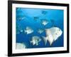 Atlantic Spadefish, Hol Chan Marine Park, Ambergris Caye, Barrier Reef, Belize-Stuart Westmoreland-Framed Photographic Print