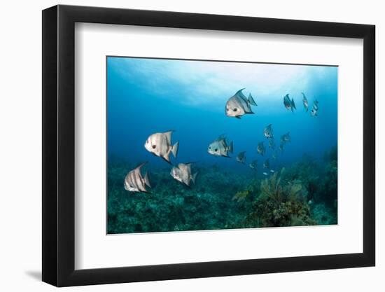 Atlantic Spadefish-Michele Westmorland-Framed Photographic Print