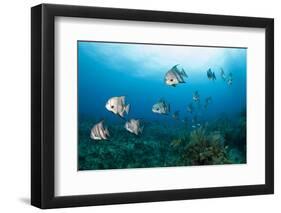 Atlantic Spadefish-Michele Westmorland-Framed Photographic Print