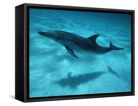 Atlantic Spotted Dolphin and Shadow on Seabed, Bahamas-Todd Pusser-Framed Stretched Canvas