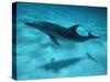 Atlantic Spotted Dolphin and Shadow on Seabed, Bahamas-Todd Pusser-Stretched Canvas