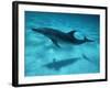 Atlantic Spotted Dolphin and Shadow on Seabed, Bahamas-Todd Pusser-Framed Photographic Print