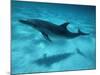 Atlantic Spotted Dolphin and Shadow on Seabed, Bahamas-Todd Pusser-Mounted Photographic Print