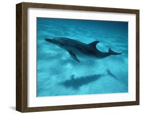 Atlantic Spotted Dolphin and Shadow on Seabed, Bahamas-Todd Pusser-Framed Photographic Print