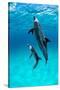 Atlantic spotted dolphin, Atlantic Ocean-Alex Mustard-Stretched Canvas