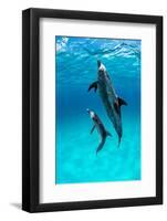 Atlantic spotted dolphin, Atlantic Ocean-Alex Mustard-Framed Photographic Print